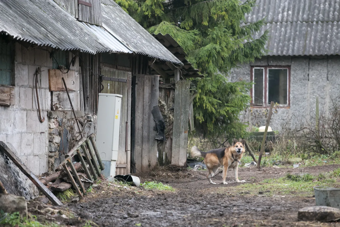 PTA-le on viimastel aastatel ette heidetud loomaheaolu juhtumitele reageerimise ja menetlemise aeglust ning vähest tõhusust.