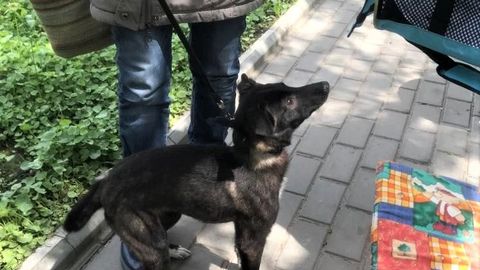 Üks naine päästis Sjevjerodonetskis pommide alt 32 koera