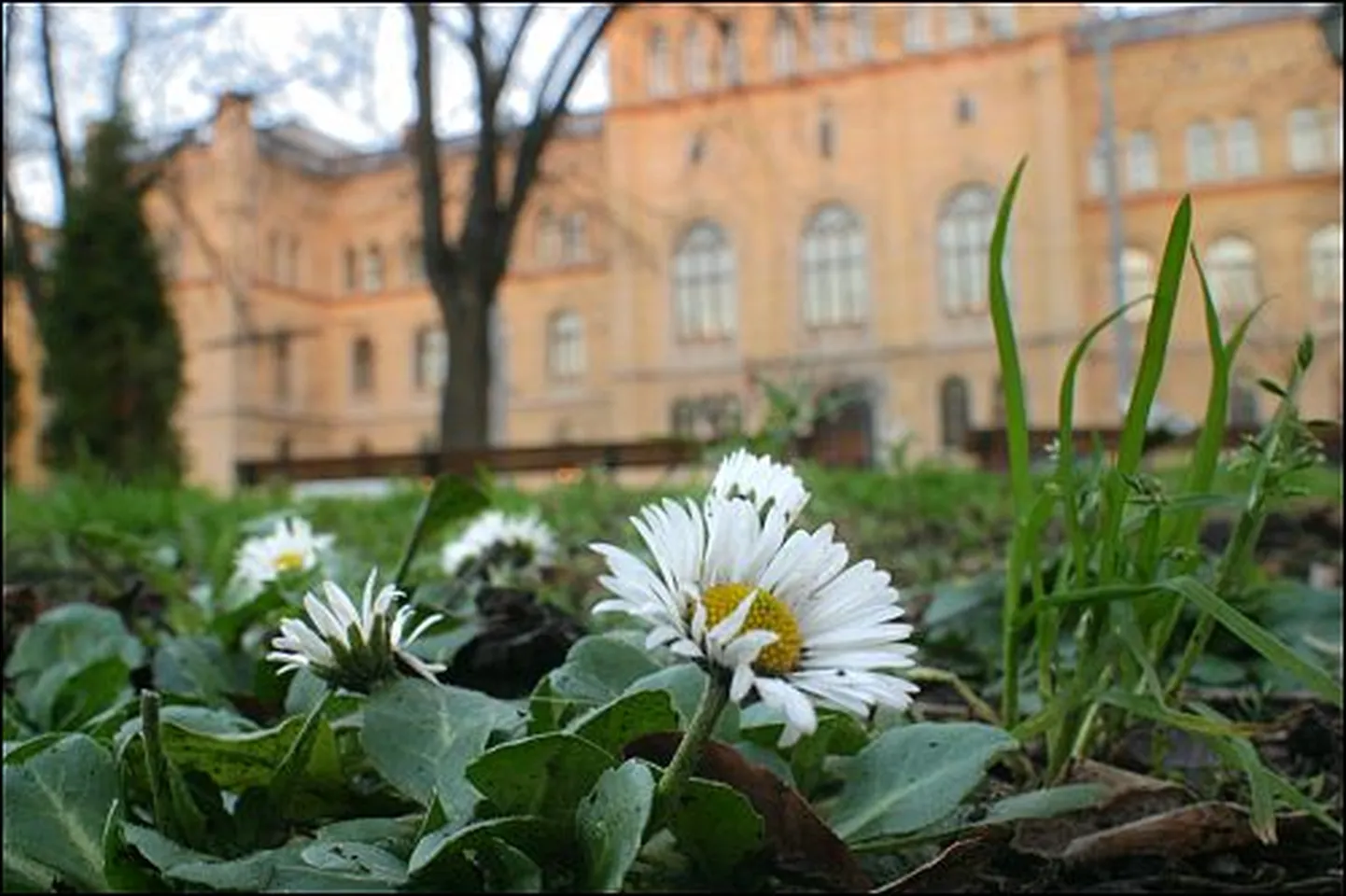 Raksta foto