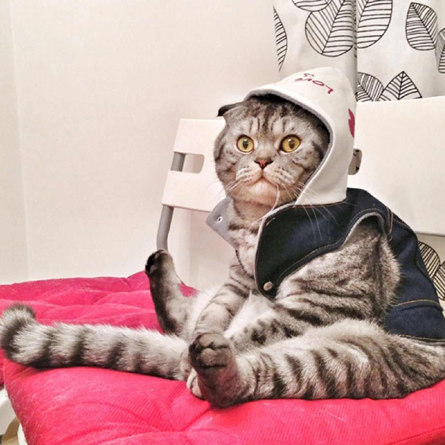 Кот Ники
