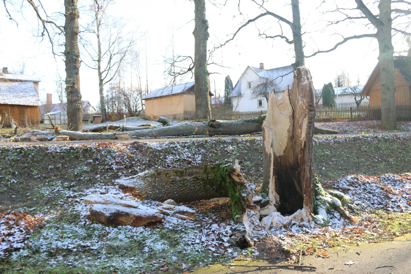 Mullu sügisel Eestit räsinud tormi jäljed Põlvamaal Moostes