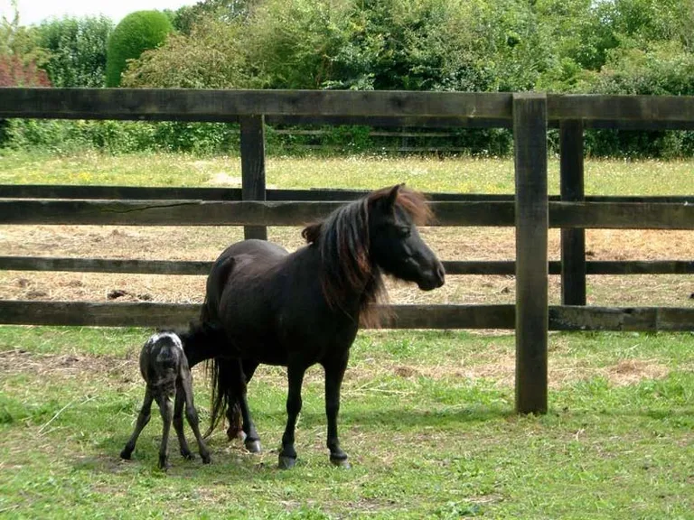 Falabella