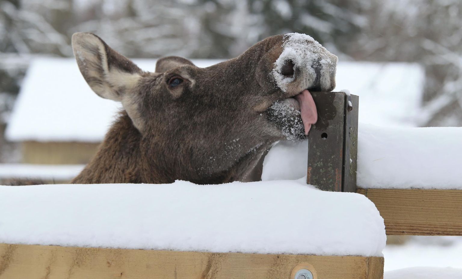 Lumise koonuga põder Tuule tervitas loomapargis uudistajaid laulujoruga ja limpsas sõbralikult keelega.