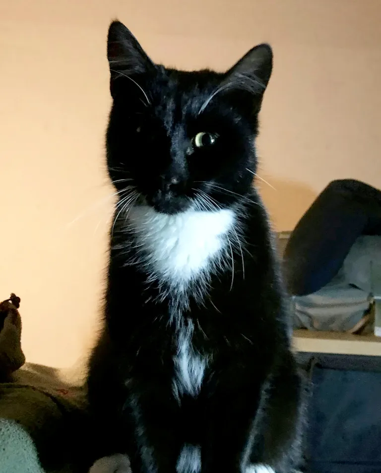 Kass nimega Padfoot murdias Inglismaal vanglasse sisse.