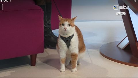 Kuulus stuudiokass Leo leidis endale armastava päriskodu