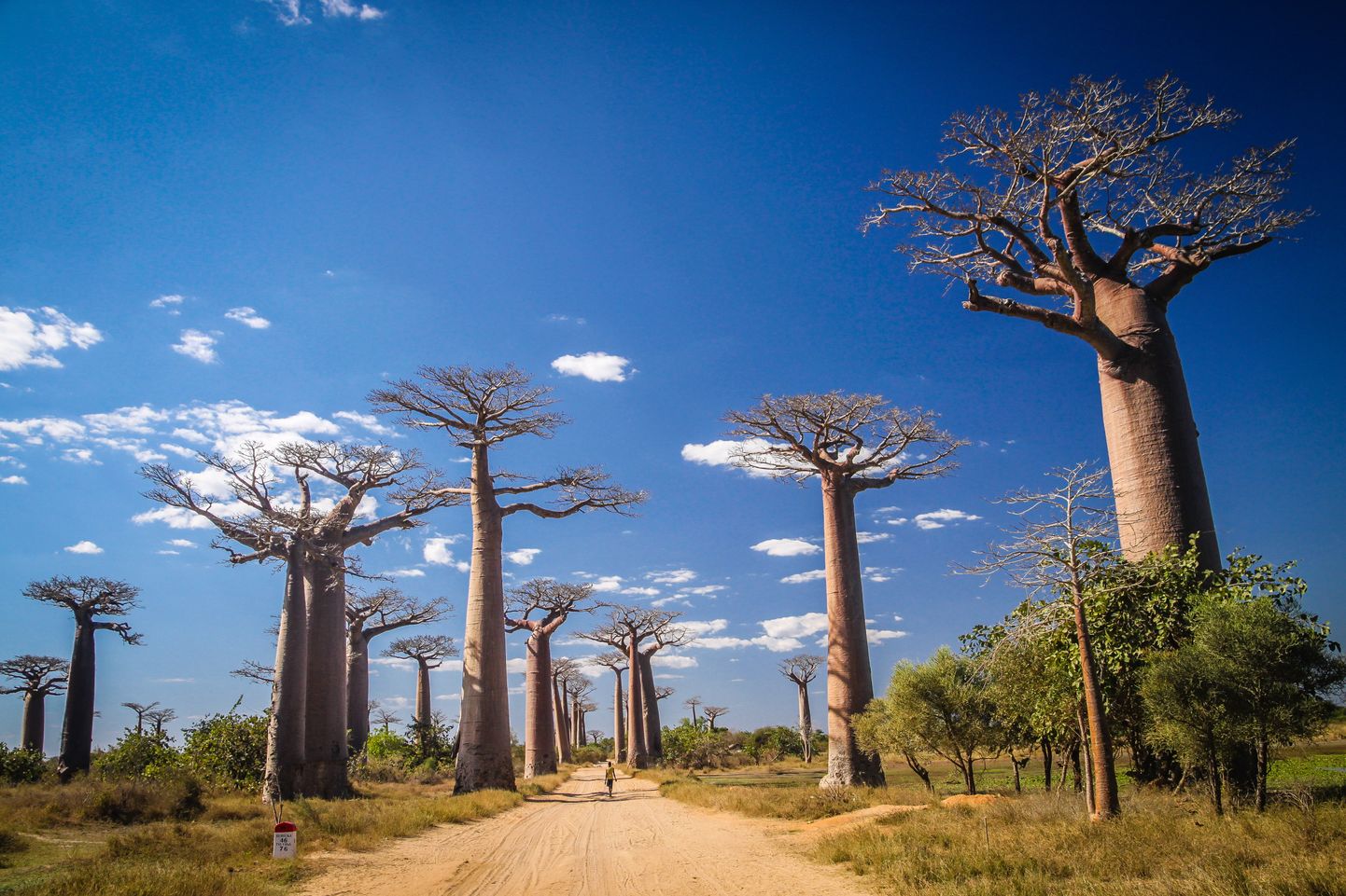 Baobabide avenüü Madagaskaril