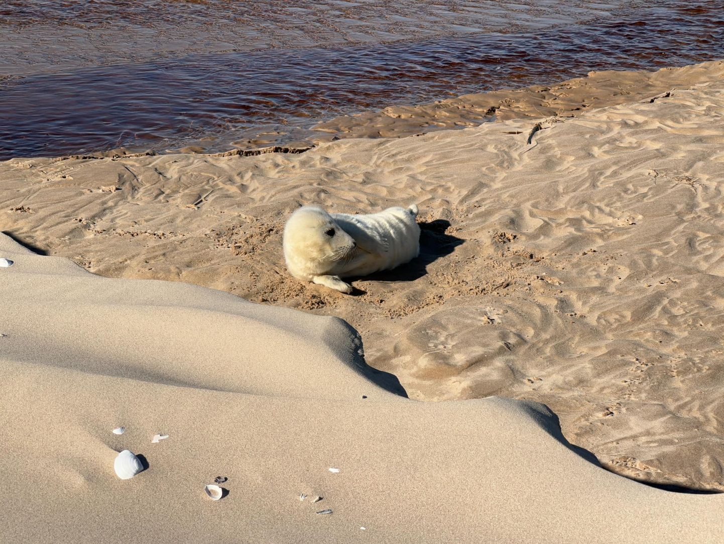 "Pirmais tūrists ieradies!" Ventspils novadā manīts roņu mazulis.