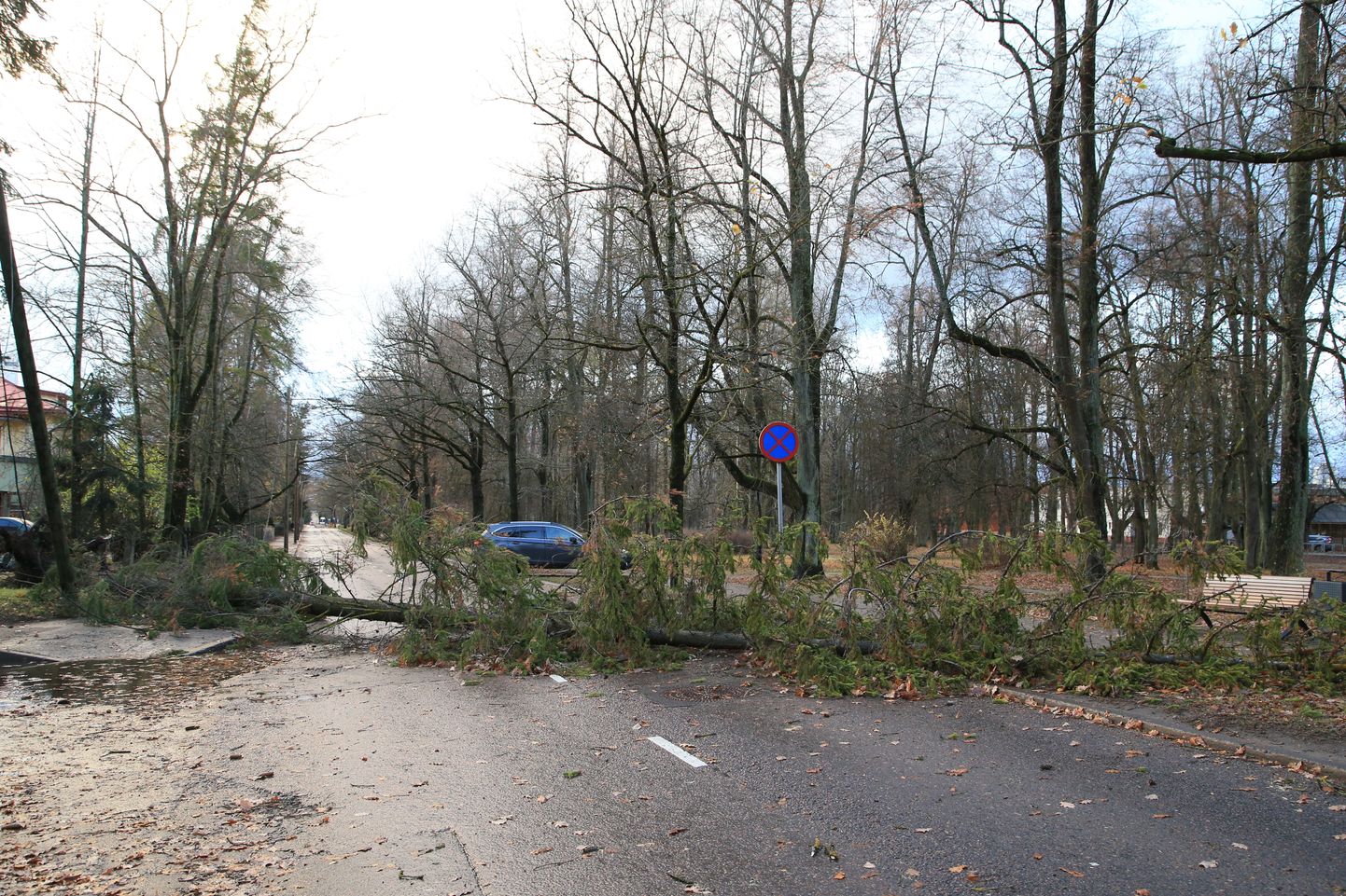 Oktoobri tormi ajal murdis tugev tuul puu Tartus Kreutzwaldi tänaval.