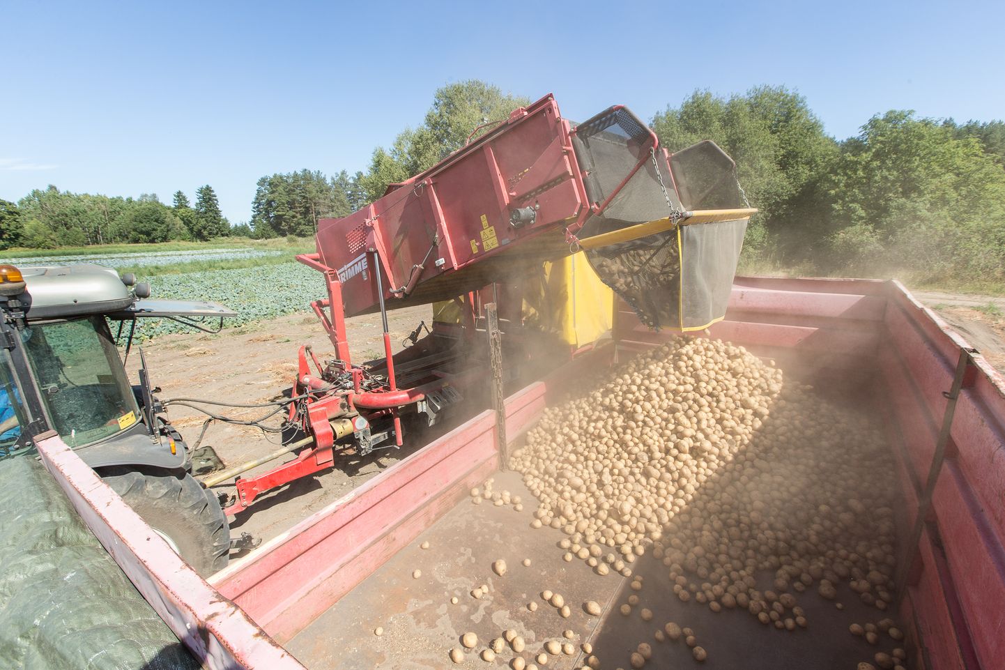 От картофеля Ааре Вент полностью не отказывается и продолжит выращивать под агроволокном ранний сорт - его можно сбыть по приемлемой цене.