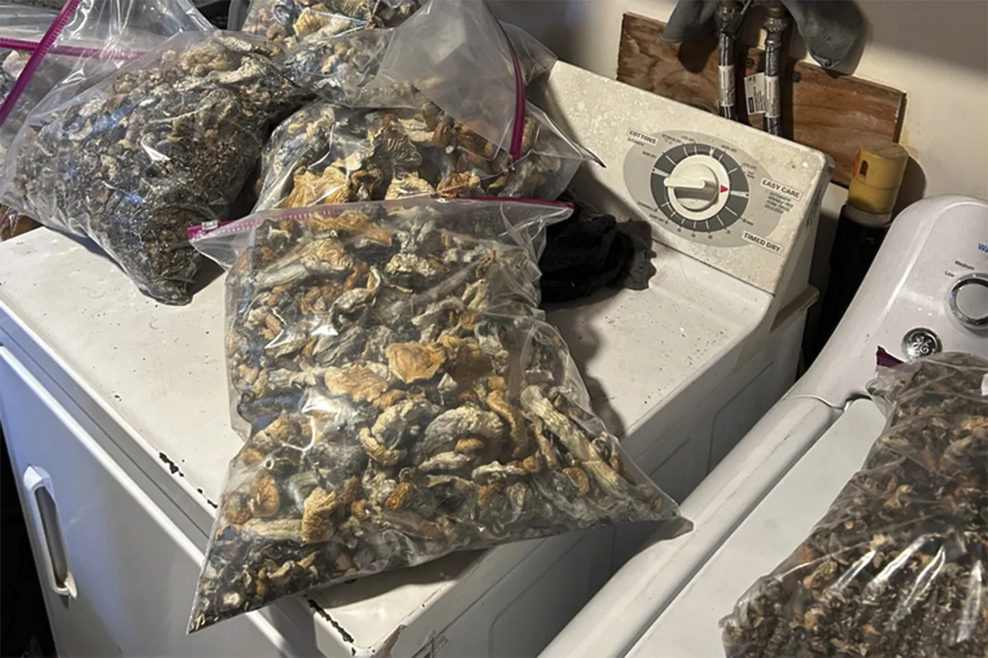 USA Connecticuti osariigis konfiskeeritud kotid psühhedeelsete seentega.