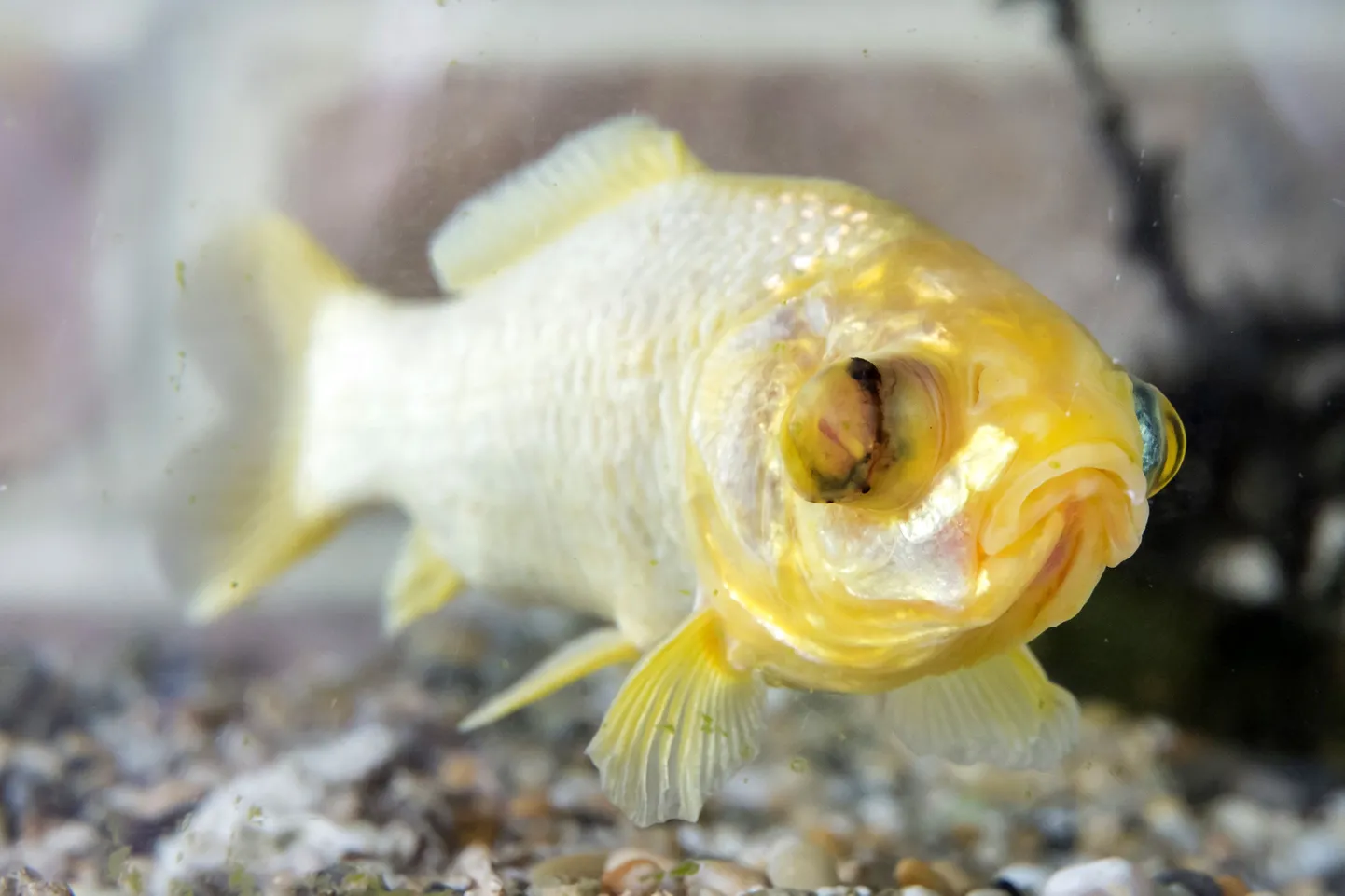 PIC BY MIKEY JONES / CATERS NEWS - (PICTURED Splash the Goldfish) - This golden oldie is preparing for his 38th birthday  possibly making it the oldest living goldfish in the world. Splash the goldfish has seen everything from Charles and Diana getting married to London 2012 but cant remember a thing - with goldfish having a memory-span of just three seconds. Splash was offishally won at a funfair in Brockworth, Gloucestershire, in 1977, and lived happily with tank-buddy Splish, before she turned up her fins two years ago. But now, Splashs owners, Richard and Ann Wright, are preparing for Splashs birthday celebrations in Brockworth, Gloucestershire, safe in the knowledge that Splash is one of the oldest living goldfish in the world. SEE CATERS COPY