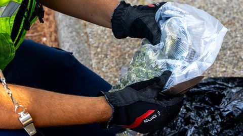 Legally grown Canadian cannabis floods European market