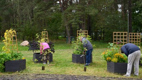В этом году в Таллинне появится сто пятьдесят девять общинных садов