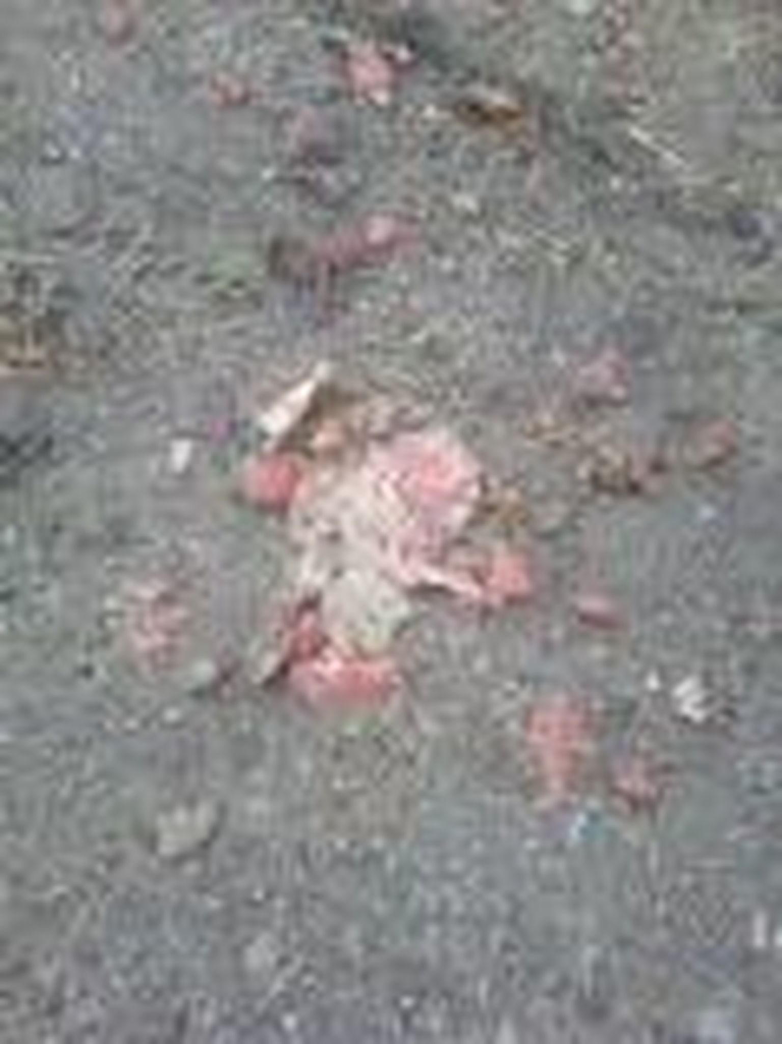 Kergliiklustee äärde pandud koerakrõbinad, segatud roosa ollusega.