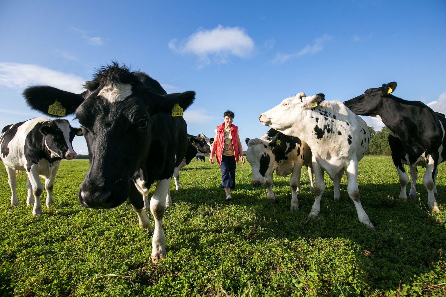 Kuigi riik suunab suure summa uude kõrgtehnoloogilisse piimatööstusse, on terve rida piimakarjapidajaid juba aasta aega piima madala kokkuostu hinna tõttu oma karjasid likvideerima asunud. Sama otsuse tegi möödunud septembris ka Albu vallas Tõnno talus 25 aastat koos abikaasaga lehmi pidanud Juta Hominit.