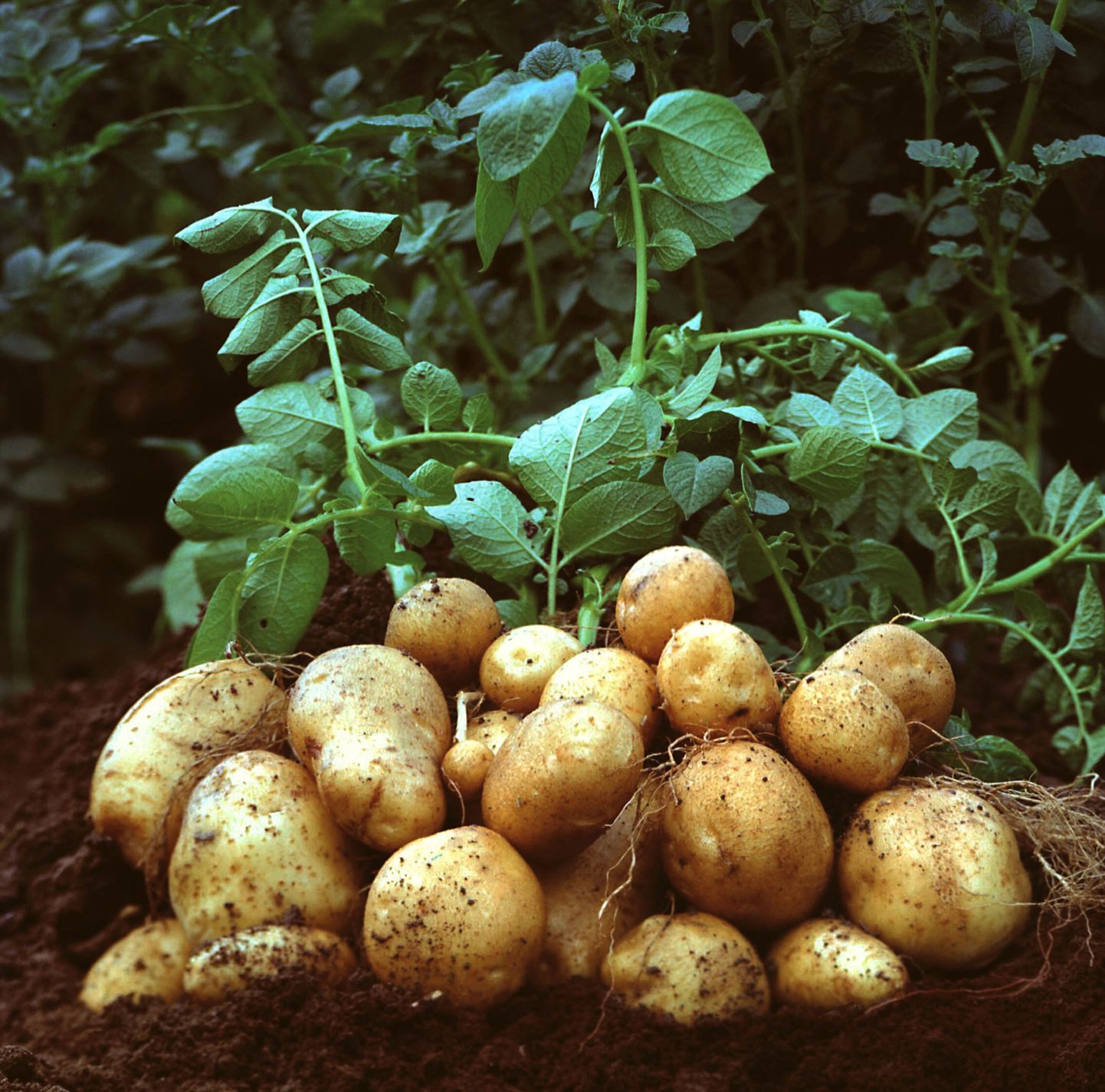 Kartupeļi. Ilustratīvs attēls