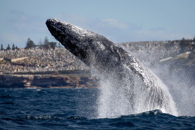 Aprillist kuni novembrini on vaalad Australia idarannikul sage nähtus. 
