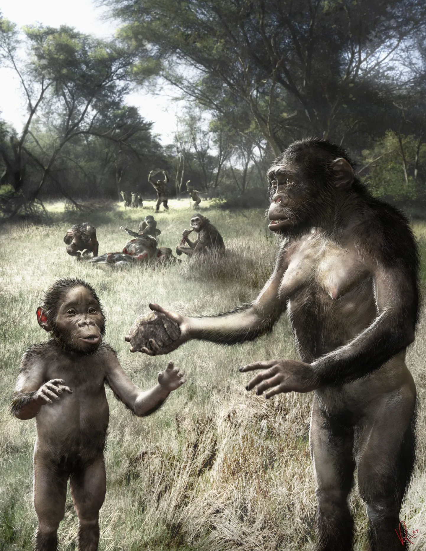 Kunstniku joonistus Australopithecus afarensis´est