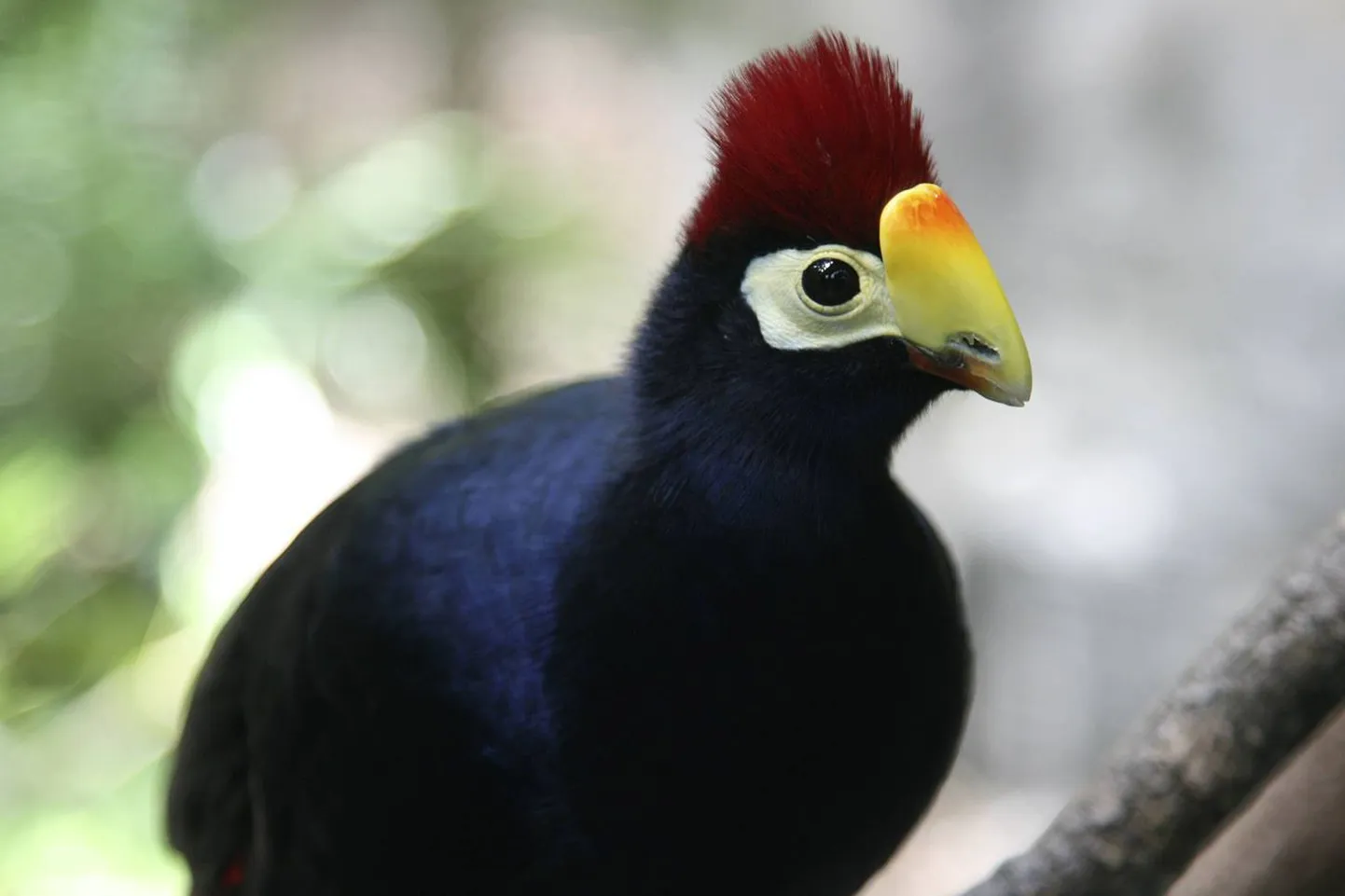 Prillturako.