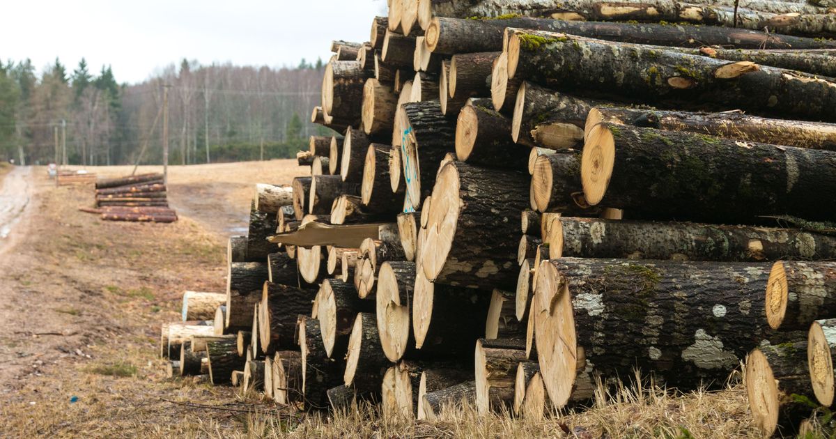 Фото бревна похожее на девушку