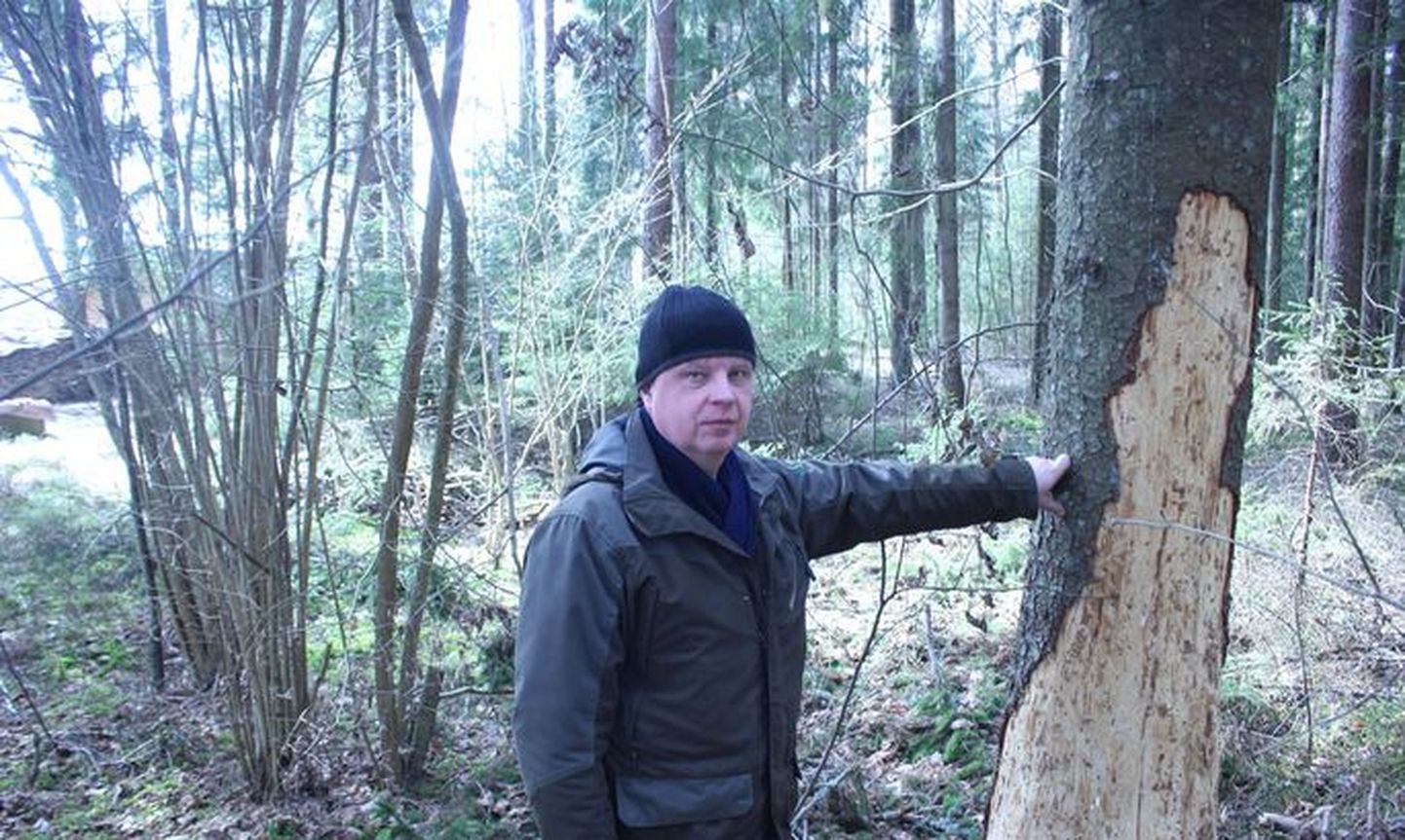 Ристо Сепп показал высохшие в Валгамаа деревья. Деревья сохнут и в результате работы жуков-короедов.