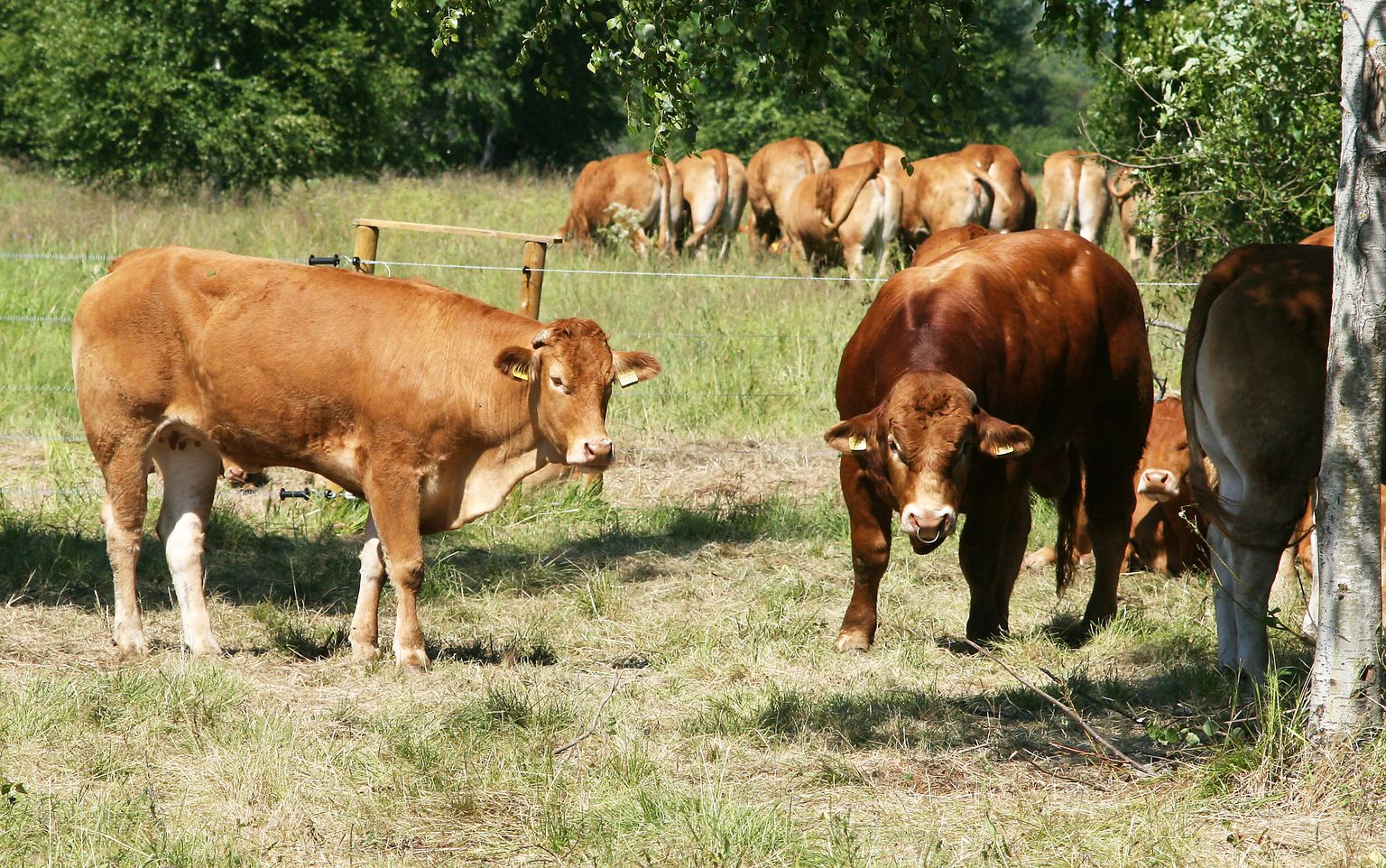 Первые четыре года Михкелю Олту приходилось доплачивать за питавшихся луговой травой коров; по первоначальной оценке, прошлый год стал первым, когда справились без доплаты.
