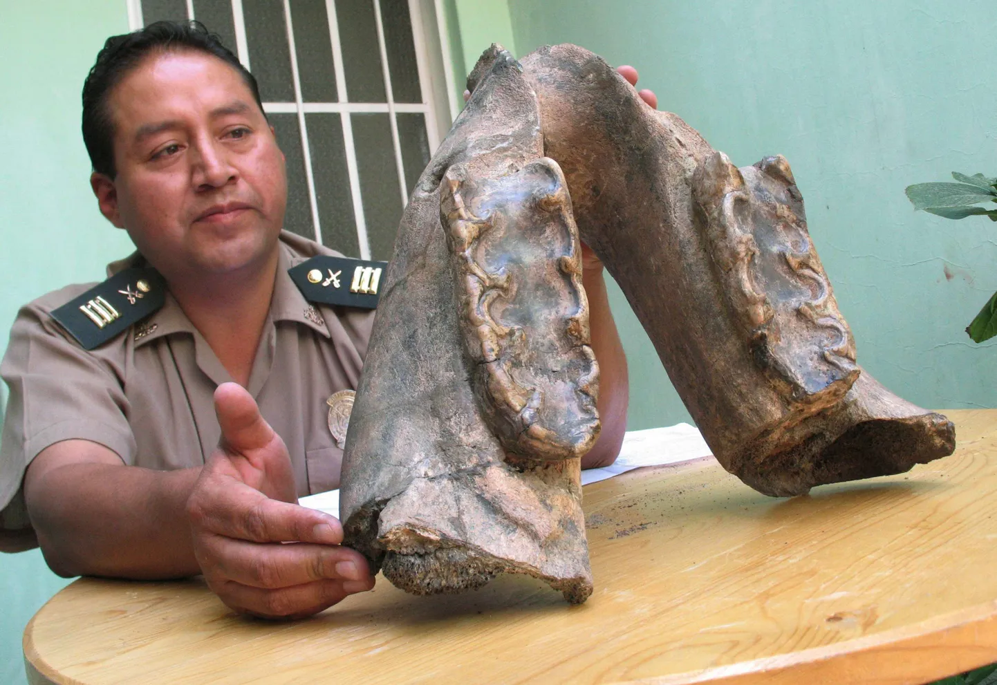 Politseinik dinosauruse lõualuuga