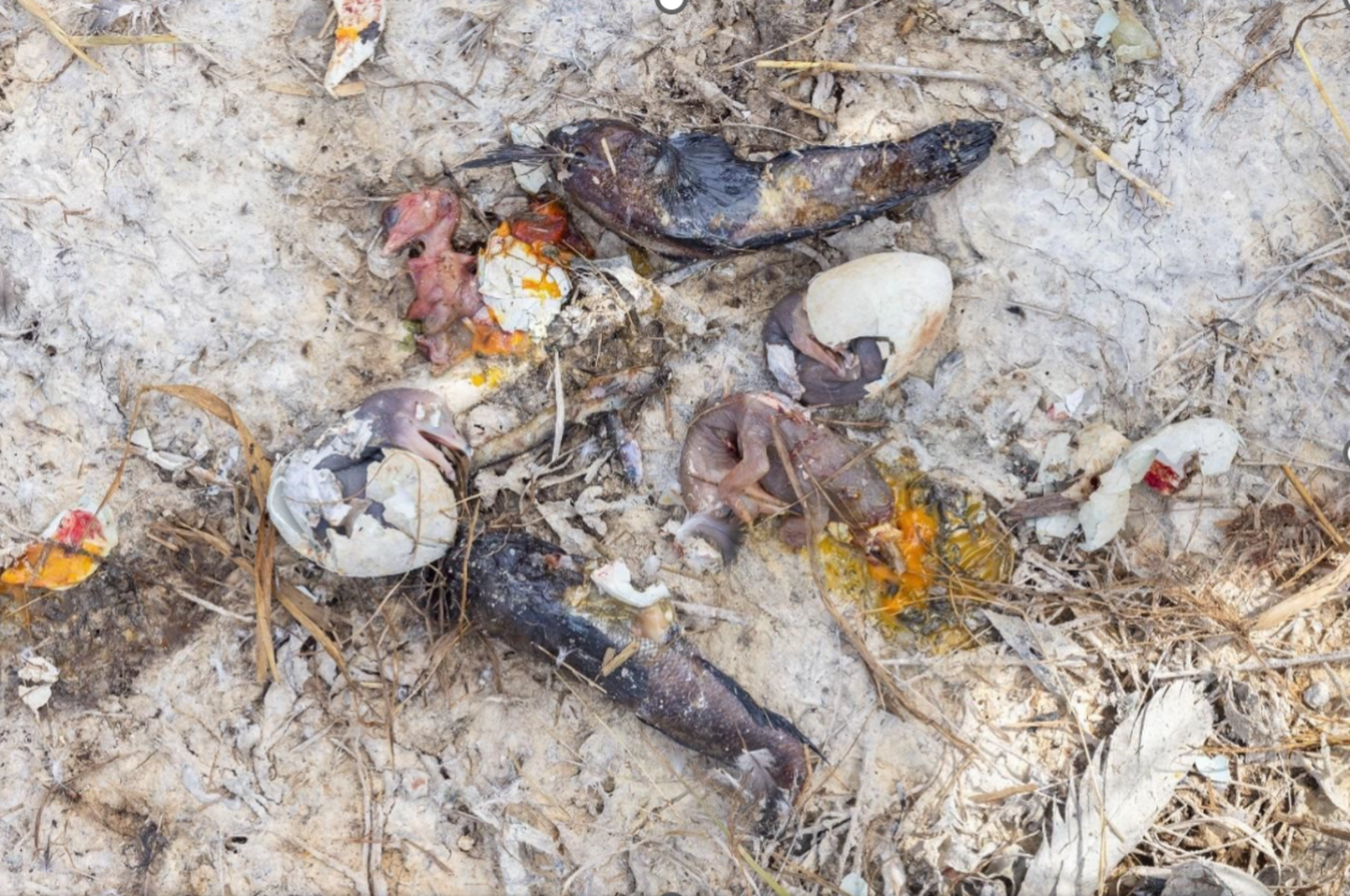 Sangelaiul leiti hiljuti tapetud vast koorunud kormoranitibud.