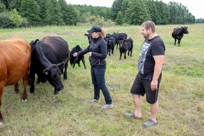 Saareõue pererahvas Maarja Maksimov ja Ivar Baumann kasvatavad aberdiini-anguseid, kes oma hea isugu hoiavad rannakarjamaad roogu kasvamast.
