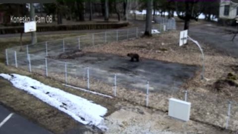 Медведь совершил утреннюю прогулку по заброшенной баскетбольной площадке