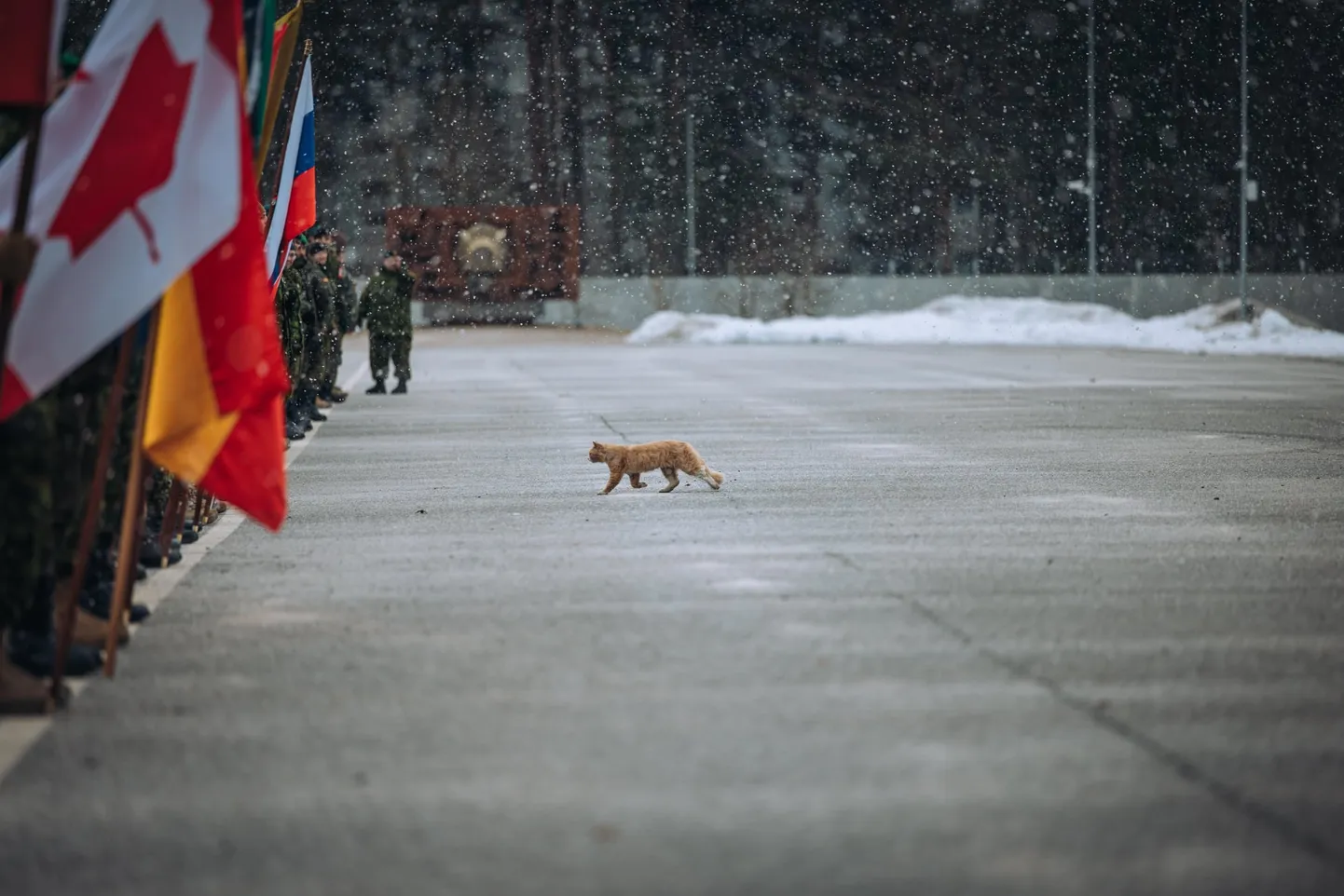 Фото статьи