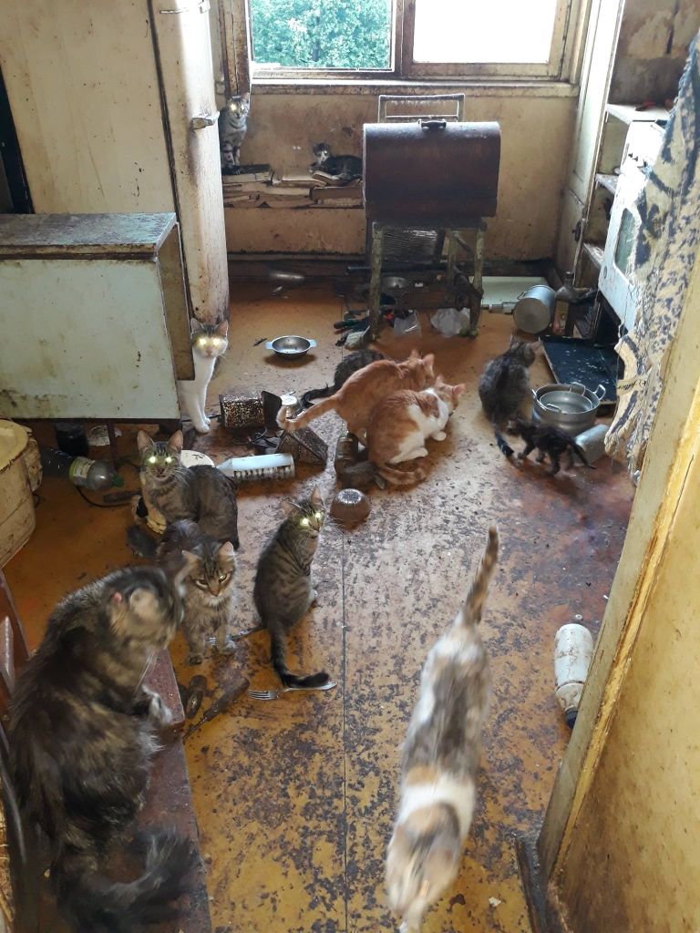 Policija nelielā Purvciema dzīvoklī antisanitāros apstākļos atrod 24 kaķus
