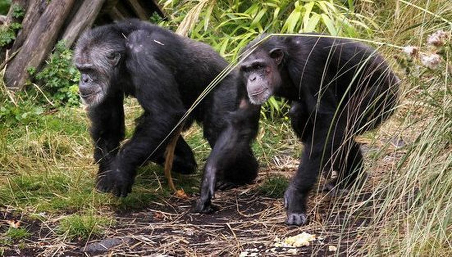 Šimpansid kavaldavad jahimehi üle