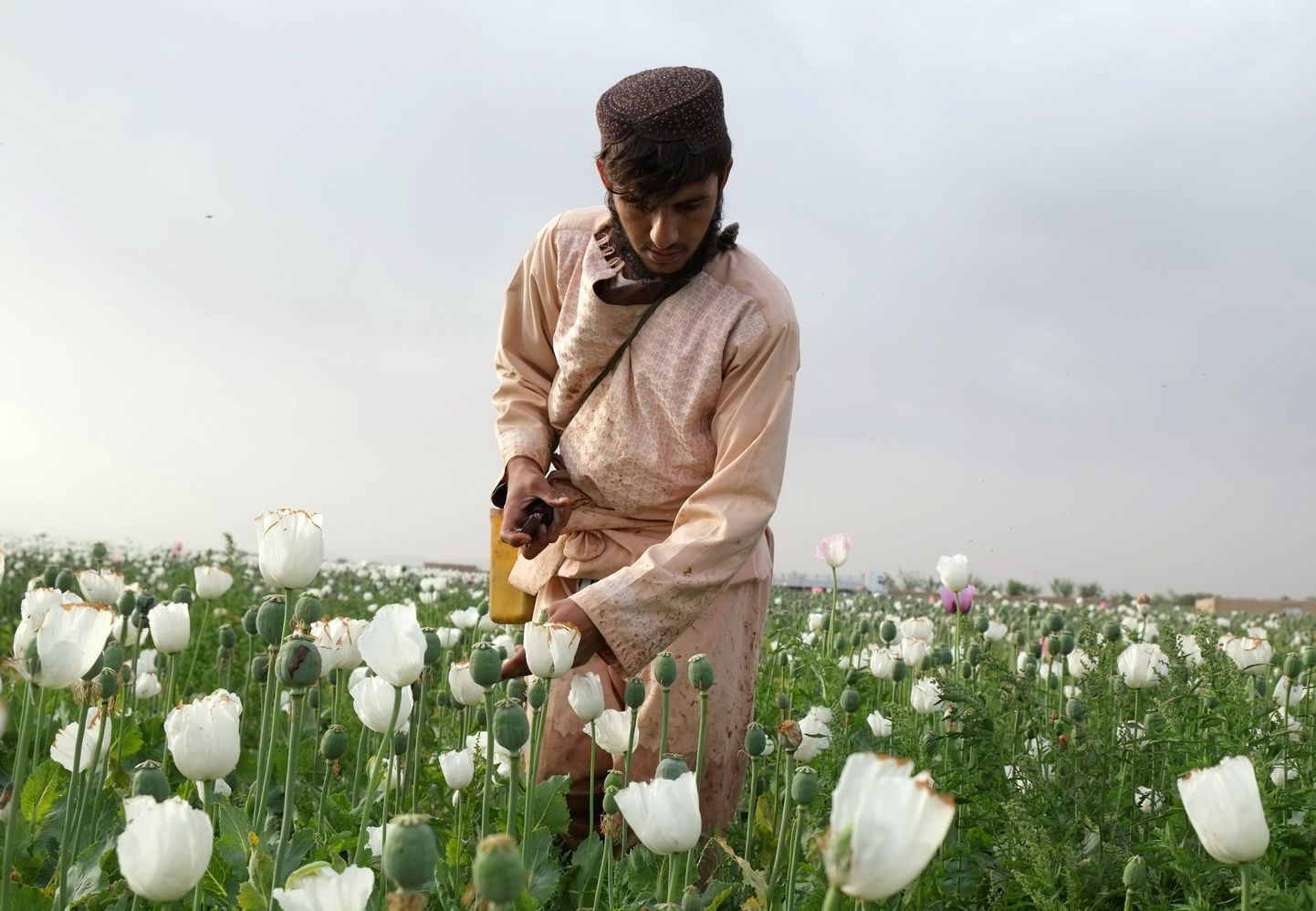 Afgaani mees töötamas oma moonipõllul Kandahari provintsis.