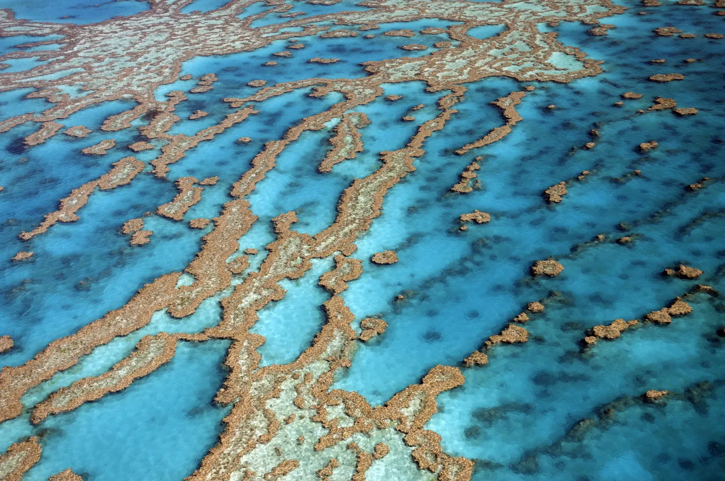 Austraalia Suur Vallrahu.
