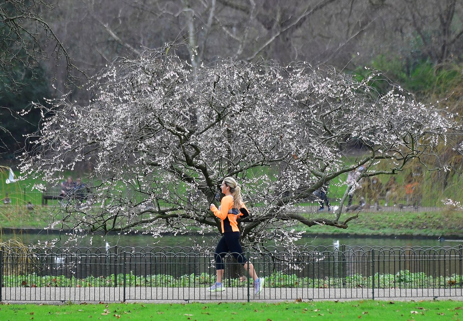 Naine teeb 1. jaanuaril 2022 tervisejooksu Londoni St Jamesi pargis, taustal õide puhkenud kirsipuu.