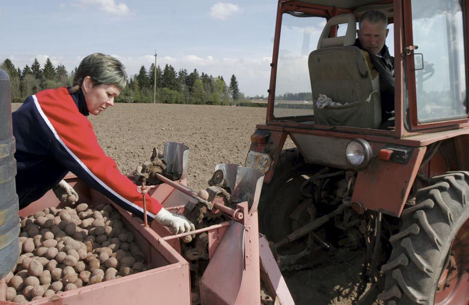 Rebase talus käib kibekiire kartulipanek, viimase varase kartuli said Meelis ja Piia Tiigemäe maha eelmisel neljapäeval.