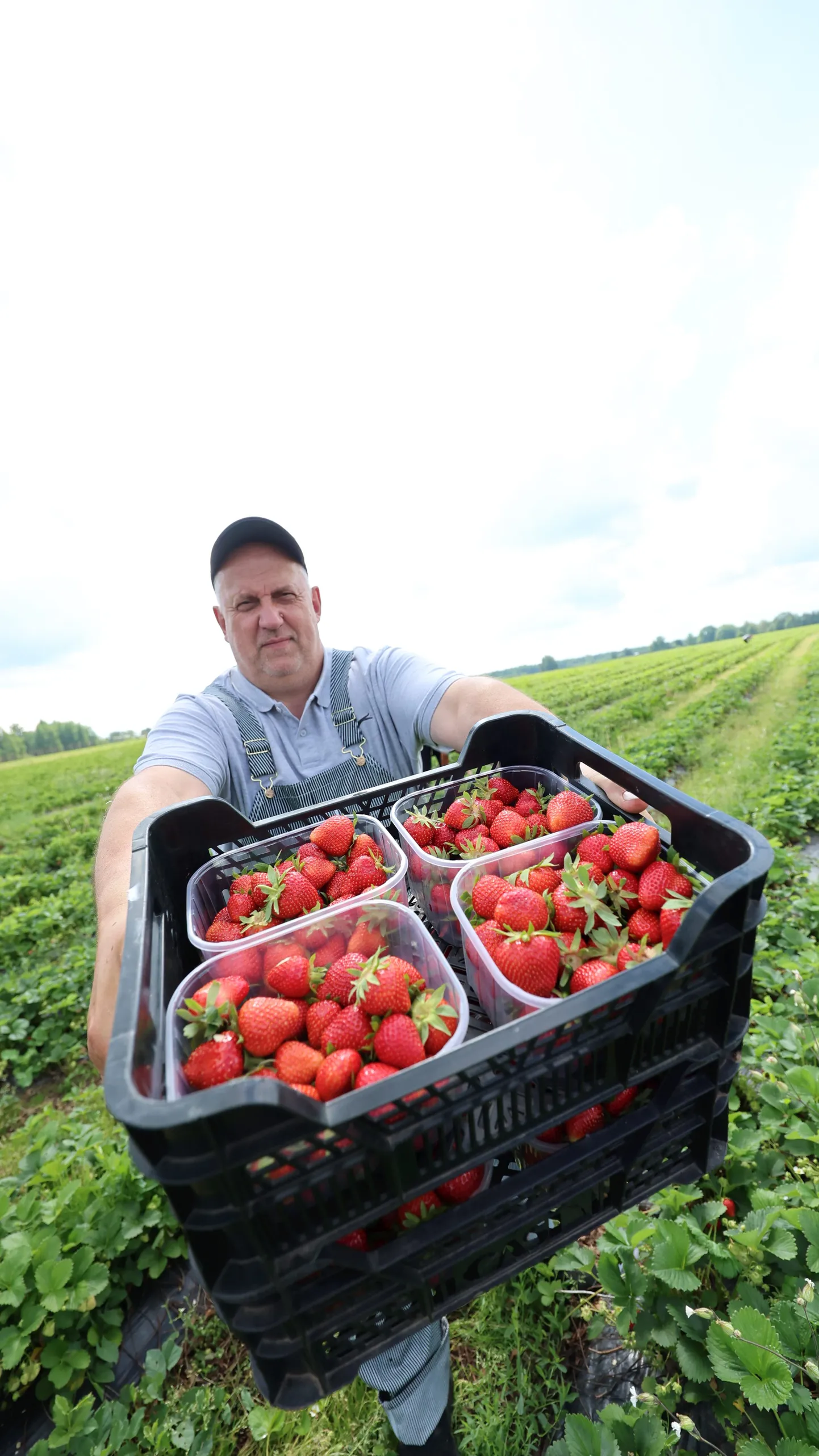 Madise talu peremehe Madis Pennari sõnul võtab tema pere esimesi maasikaid kui preemiat hästi tehtud töö eest. Esimesed marjad süüakse alati ise, mitte ei saadeta hingehinnaga müügile.