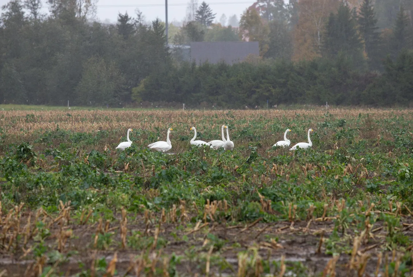 Luiged teevad Sõmerul reisiplaane.