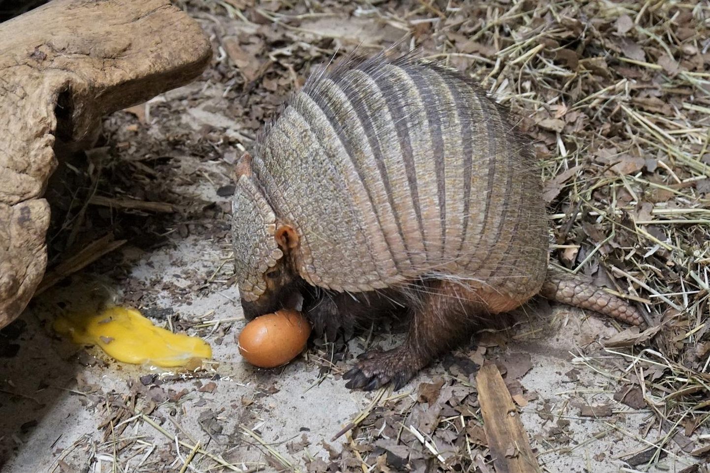 Pruun-harjasvöölane maiustab munaga. 