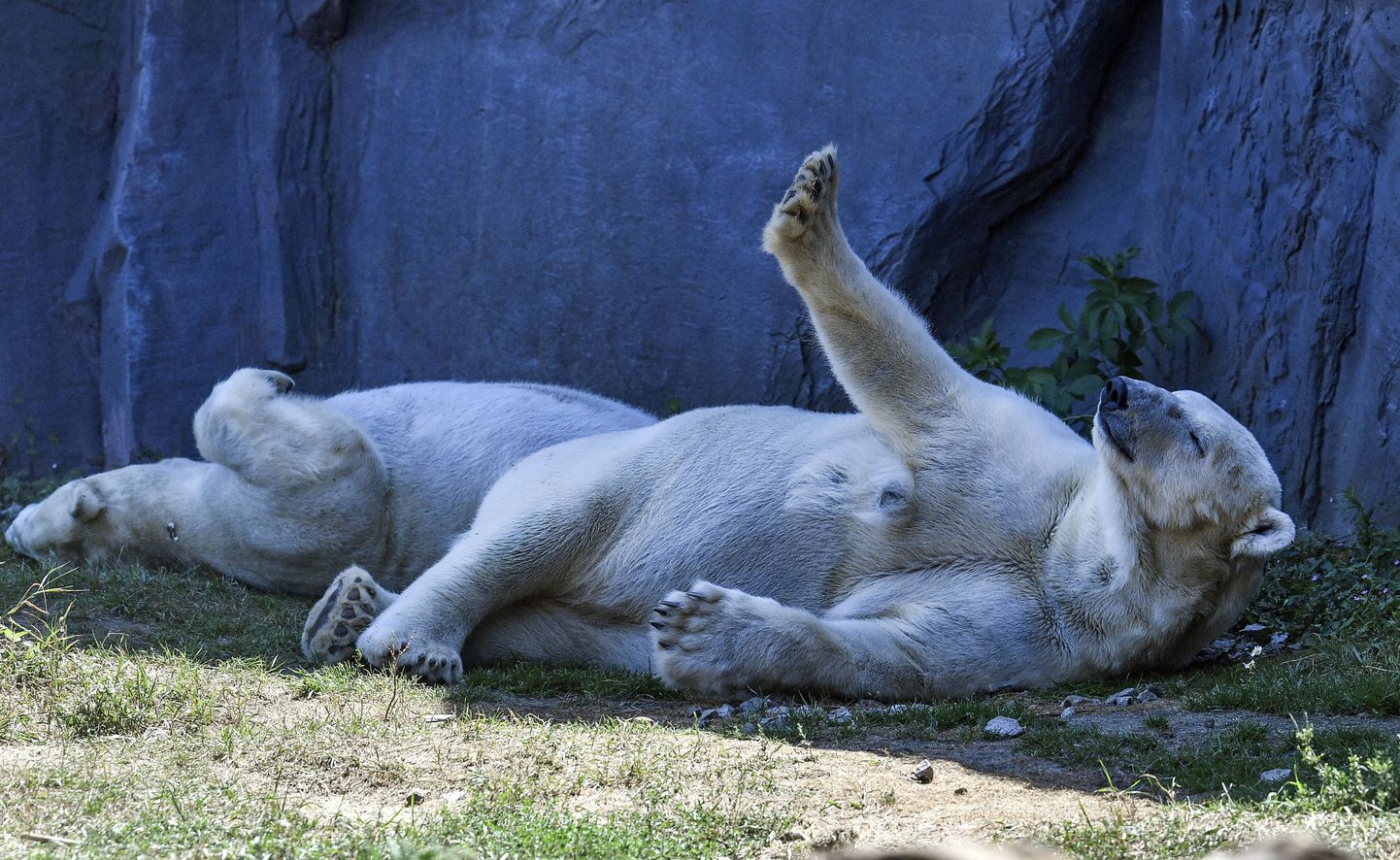Jääkarud puhkavad varjus ektsreemselt palava ilmaga Gelsenkircheni loomaaias 24. juulil 2019.