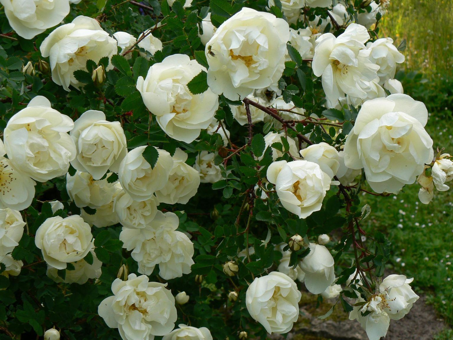 В садах вновь популярна Майская роза.