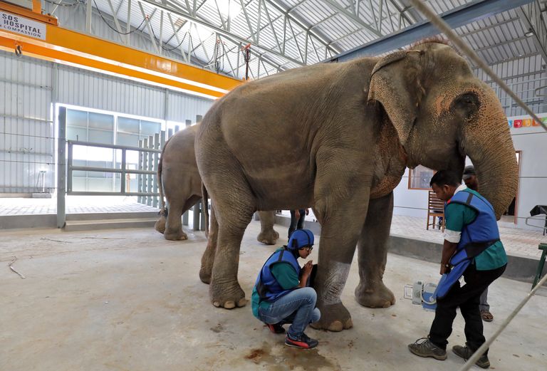 Loomaarstid teevad röntgenpilti elevandi Phoolkali jalast India esimeses elevandihaiglas.