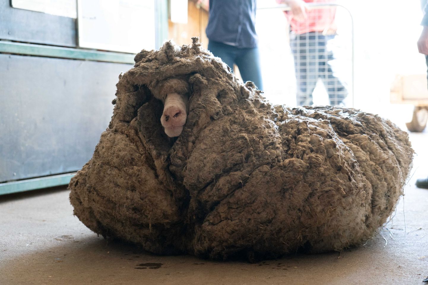 Austraalia lammas Baarack enne liigse villa eemaldamist