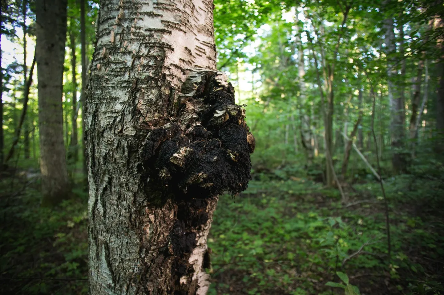 Loode sõnul saab uuringu tulemuste põhjal eristada kolme peamist chaga kasutuse kategooriat: meditsiiniline, rituaalne ja olmeline.