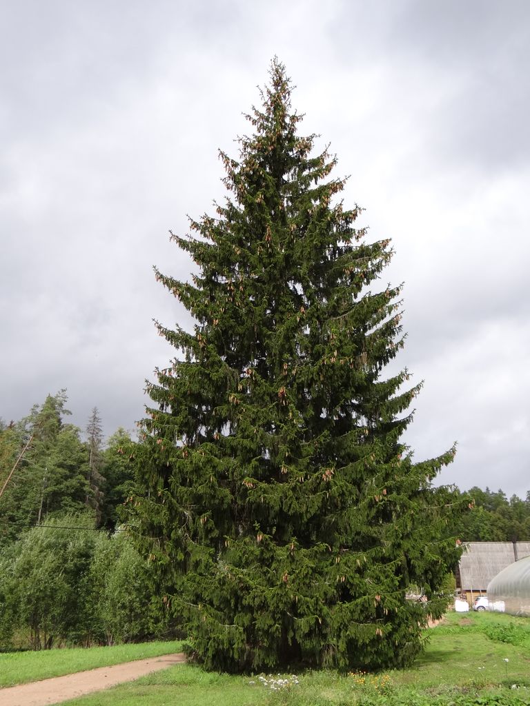Tartule jõulupuuks pakutav kuusk kasvab Järvseljal.