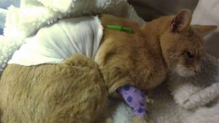 Kass Stubbs sai 2013 koerarünnaku tõttu vigastada