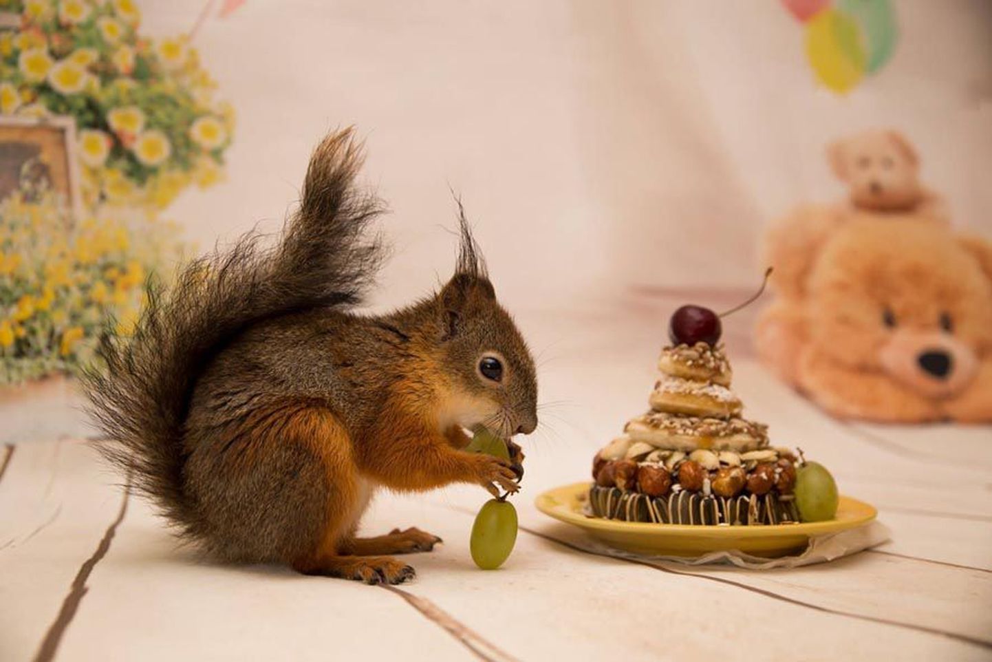 Oravapoiss Kribu saab oma sünnipäevatordilt põske pista erinevaid seemneid, pähkleid, puuviljatükke ja viinamarju. Nagu ikka, ei puudu ka kirss tordilt.