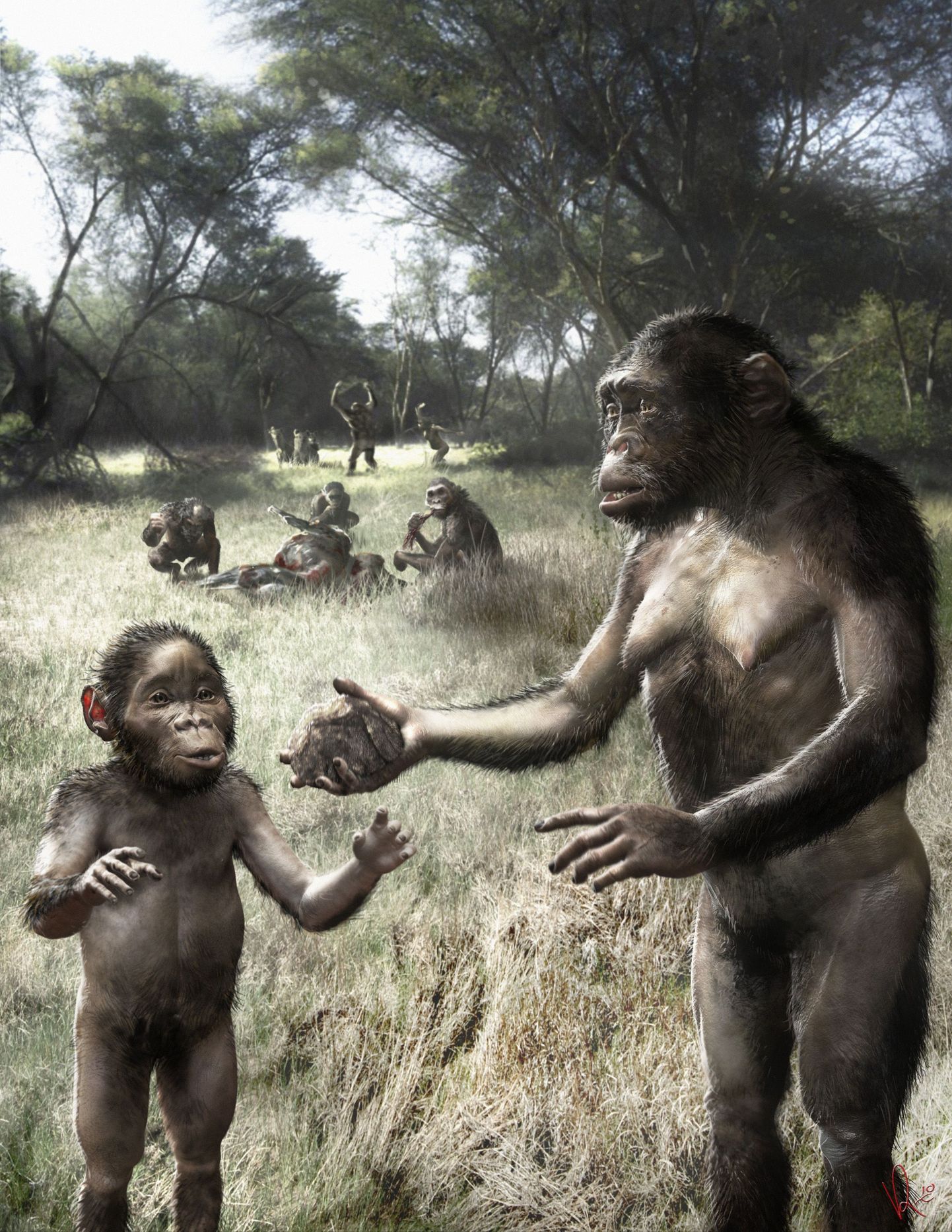 Kunstniku joonistus Australopithecus afarensis´est