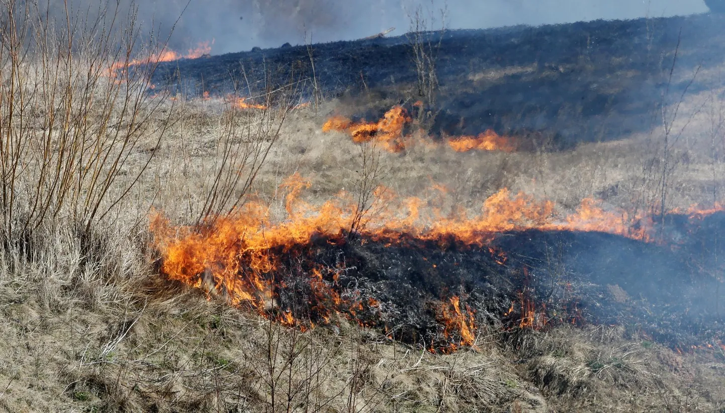 Looduses ja metsas valitseb valdavas osas Eesti mandrialast suur tuleoht.
